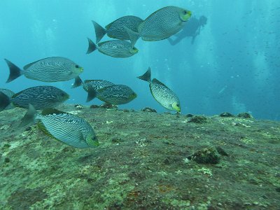 Nov 22, 2014 - Koh Tachai, Similan Islands